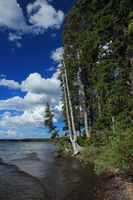 Lewis Lake Shoreline. Photo by Fred Pflughoft.