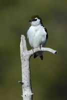 Violet Green Swallow. Photo by Fred Pflughoft.