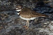 Killdeer at West Thumb. Photo by Fred Pflughoft.