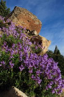 Penstemon near Mammoth. Photo by Fred Pflughoft.