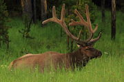 Big Bull near Canyon Village. Photo by Fred Pflughoft.