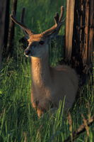 Daddy Deer. Photo by Fred Pflughoft.