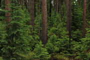 Verdant Forest along Western Shores of Yellowstone Lake . Photo by Fred Pflughoft.