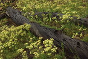 Life among the Deadfall. Photo by Fred Pflughoft.