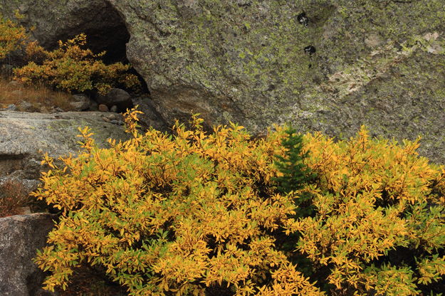 Framed in Yellow Ochre. Photo by Fred Pflughoft.