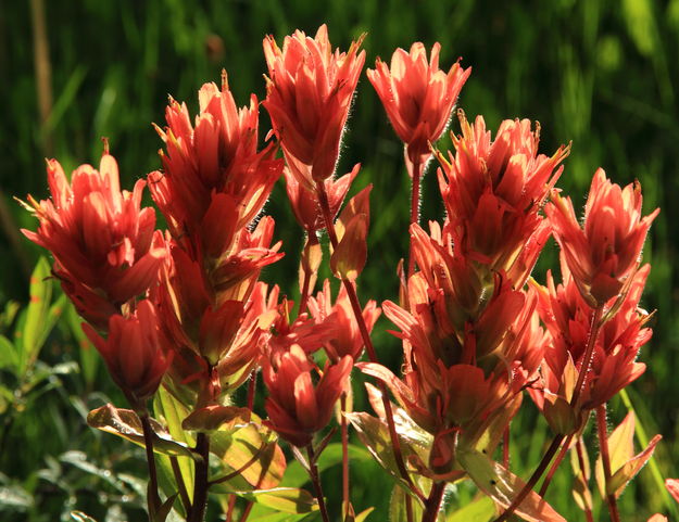 Paintbrush Heaven. Photo by Fred Pflughoft.