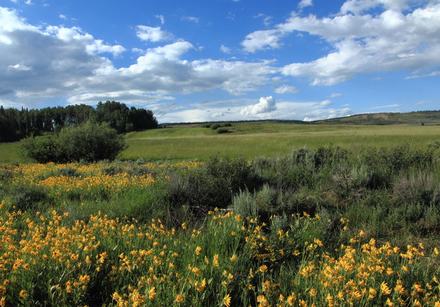 Fields of Splendor. Photo by Fred Pflughoft.