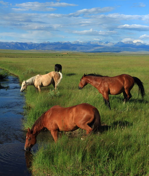 Horse Country. Photo by Fred Pflughoft.