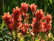 Paintbrush Heaven. Photo by Fred Pflughoft.