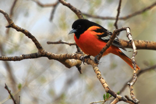 Baltimore Oriole. Photo by Fred Pflughoft.