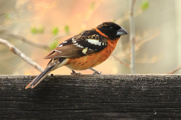 Black-headed Grosbeak. Photo by Fred Pflughoft.