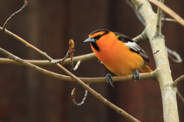 Bullock's Oriole. Photo by Fred Pflughoft.