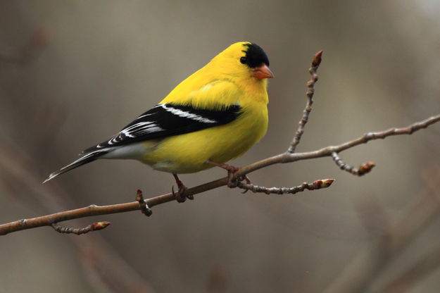 American Goldfinch. Photo by Fred Pflughoft.