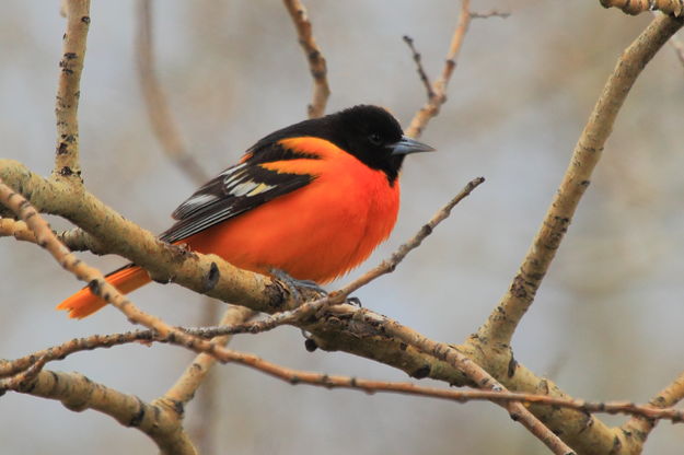 Baltimore Oriole. Photo by Fred Pflughoft.