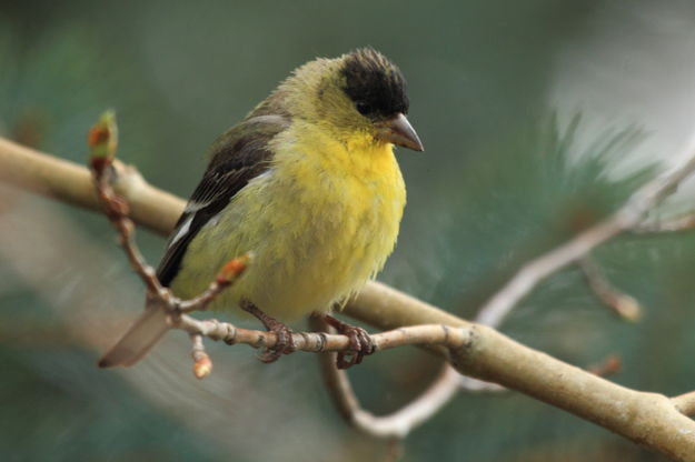 Lesser Goldfinch. Photo by Fred Pflughoft.