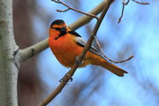 Bullock's Oriole. Photo by Fred Pflughoft.