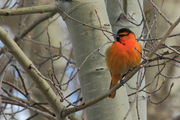 Bullock's Oriole. Photo by Fred Pflughoft.