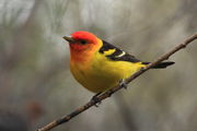 Western Tanager. Photo by Fred Pflughoft.