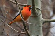 Bullock's Oriole. Photo by Fred Pflughoft.