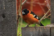 Black-headed Grosbeak. Photo by Fred Pflughoft.