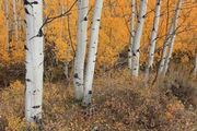 FALL COLORS ON SKYLINE DRIVE - OCT.1st & 3rd