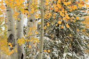 FIRST SNOW, LAST LEAVES AT KELLY PARK - OCT. 8th, 2011