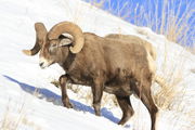 BIGHORNS NEAR HOBACK JUNCTION