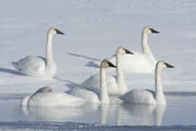 WINTER SWANS