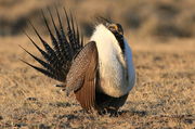 Sublette County Birds / Part I