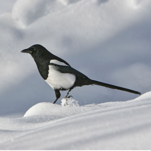 Black-billed Magpie. Photo by Pete Arnold.