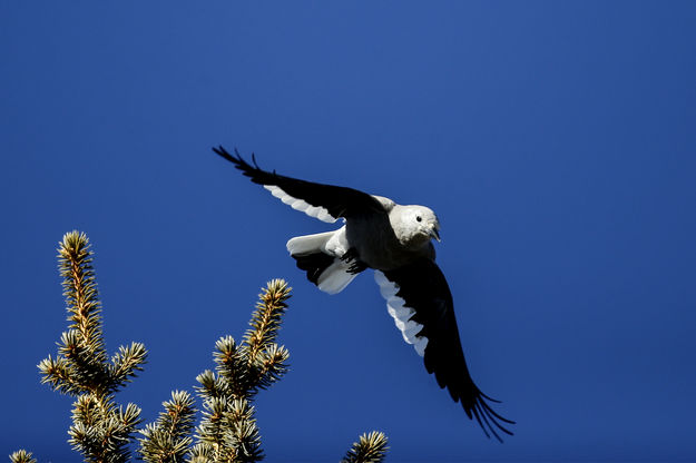 Clark's Nutcracker. Photo by Pete Arnold.