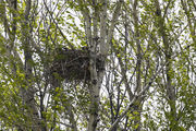 Golden Eagle nest south of town. Photo by Pete Arnold.