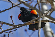 Red-winged Blackbird. Photo by Pete Arnold.