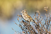 Song Sparrow. Photo by Pete Arnold.