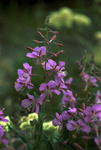 Geraniums