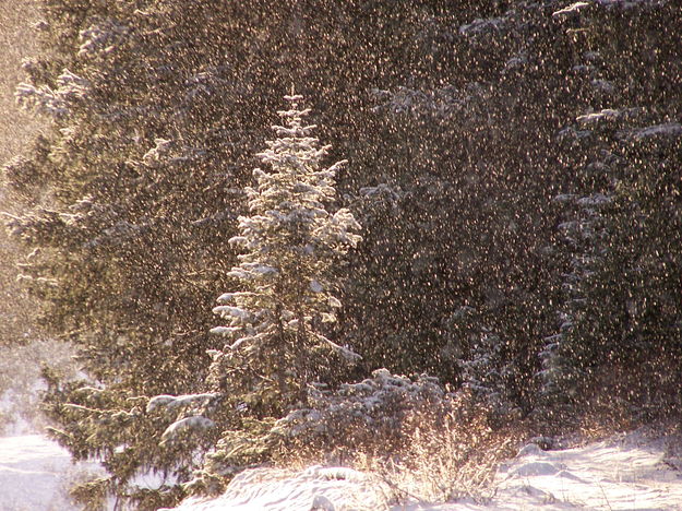 A snowy, Sun-lit Christmas Tree. Photo by Scott Almdale.