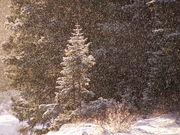 A snowy, Sun-lit Christmas Tree. Photo by Scott Almdale.