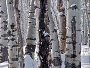 A snowy aspen symmetry. Photo by Scott Almdale.