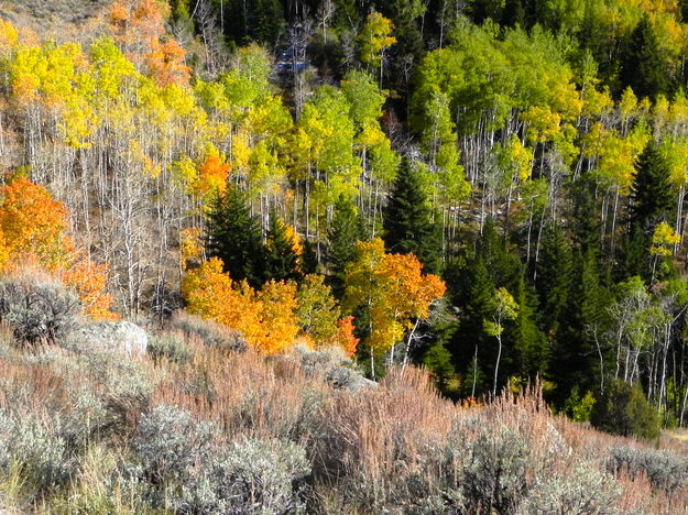 Fall aspens in Fremont Lake Canyon. Photo by Scott Almdale.