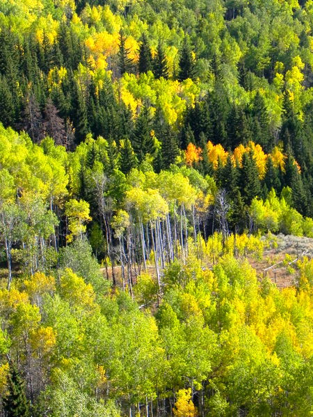 Aspens with conifers in a kaleidoscope of fall colors. Photo by Scott Almdale.