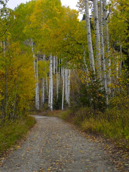 A walk through aspens. Photo by Scott Almdale.