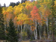 Aspen grove with orange and golden fall colors. Photo by Scott Almdale.