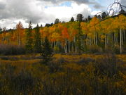 Autumn aspens overlooking a dying bog. Photo by Scott Almdale.