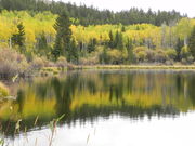 Golden aspen reflection on a bog. Photo by Scott Almdale.