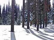 Pines and Shadows on Snow. Photo by Scott Almdale.