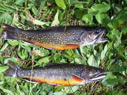 Upper Lozier Lake Brook Trout. Photo by Scott Almdale.