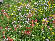 A meadow of wildflowers. Photo by Scott Almdale.