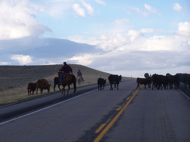 Rte. 189 Cattle Drive. Photo by Scott Almdale.