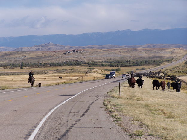 Big Piney-Daniel Cattle Drive. Photo by Scott Almdale.