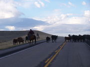 Rte. 189 Cattle Drive. Photo by Scott Almdale.